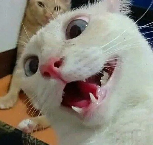 🤪 Стикер «котяра» для Telegram