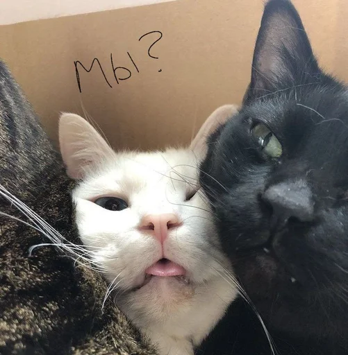 ❤️ Стикер «котяра» для Telegram