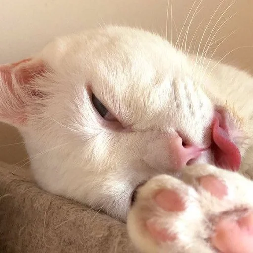 😵 Стикер «котяра» для Telegram