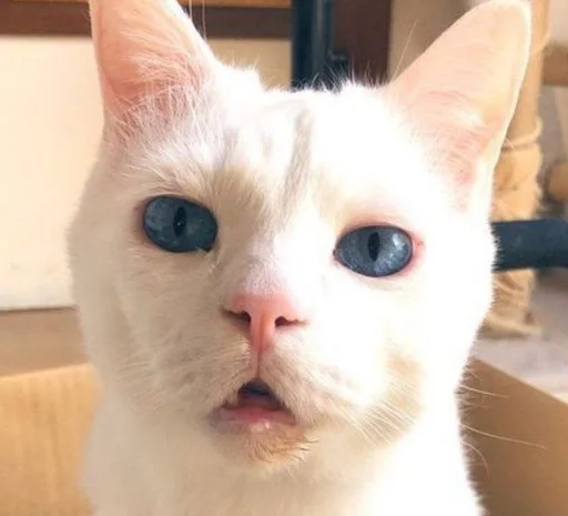 😦 Стикер «котяра» для Telegram