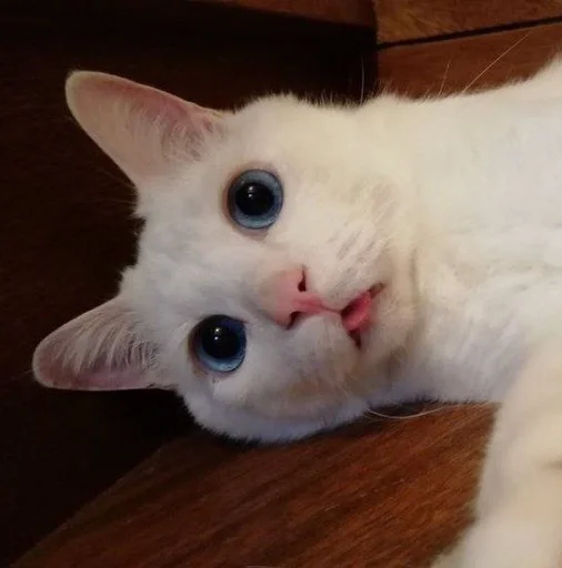 😛 Стикер «котяра» для Telegram