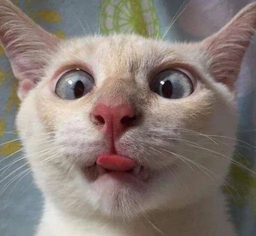 🤪 Стикер «котяра» для Telegram
