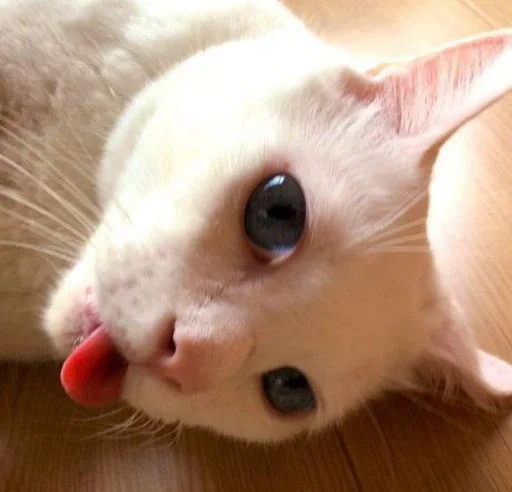😛 Стикер «котяра» для Telegram