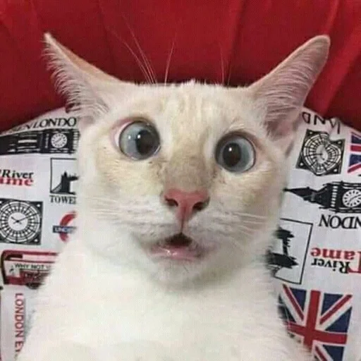 😵‍💫 Стикер «котяра» для Telegram