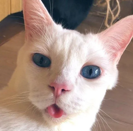 🤨 Стикер «котяра» для Telegram