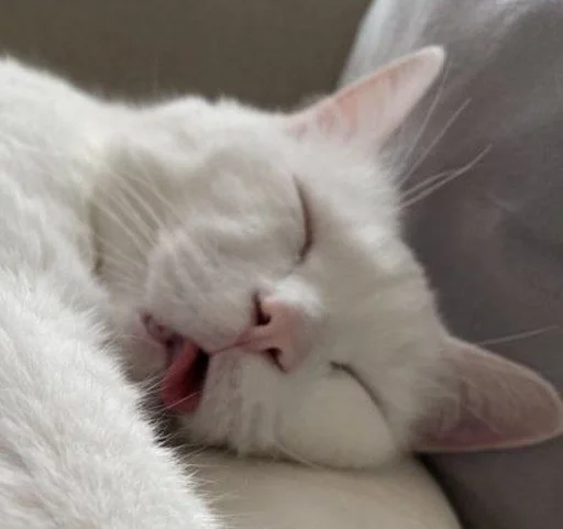😴 Стикер «котяра» для Telegram