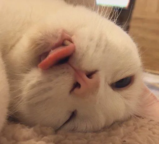 😋 Стикер «котяра» для Telegram