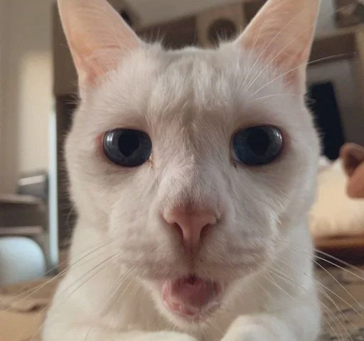 😟 Стикер «котяра» для Telegram