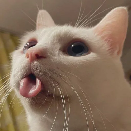 😛 Стикер «котяра» для Telegram