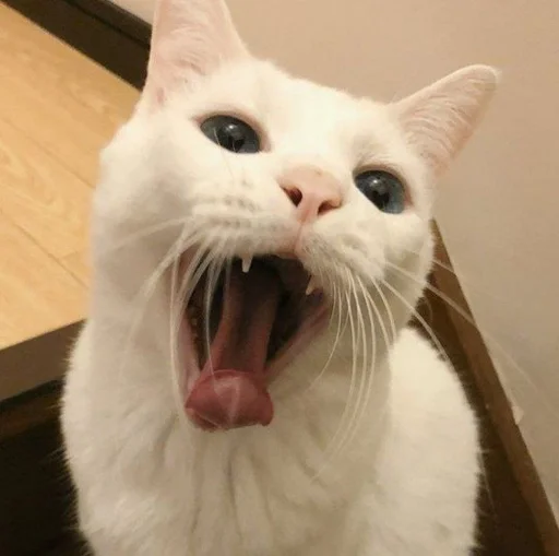 🥱 Стикер «котяра» для Telegram