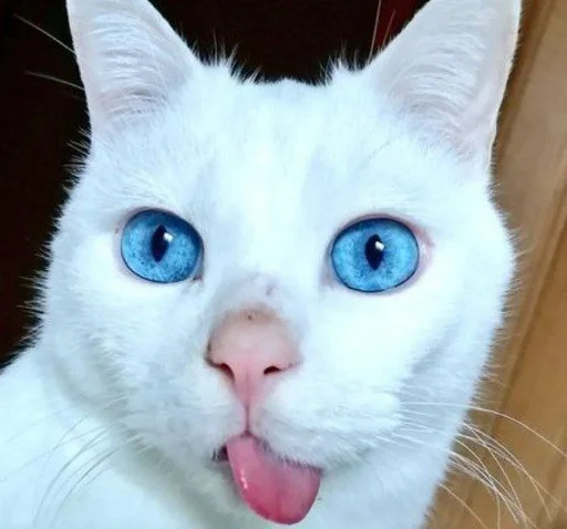 😋 Стикер «котяра» для Telegram