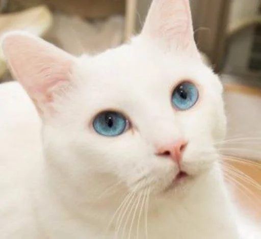 😕 Стикер «котяра» для Telegram
