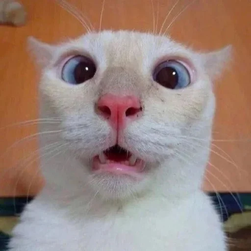 😀 Стикер «котяра» для Telegram