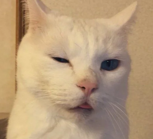 😉 Стикер «котяра» для Telegram