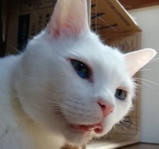😋 Стикер «котяра» для Telegram
