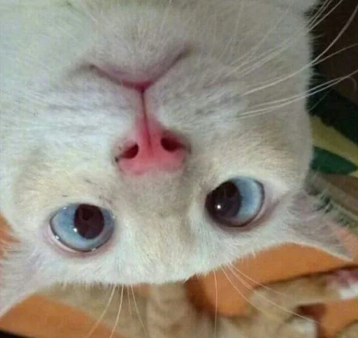 🙃 Стикер «котяра» для Telegram