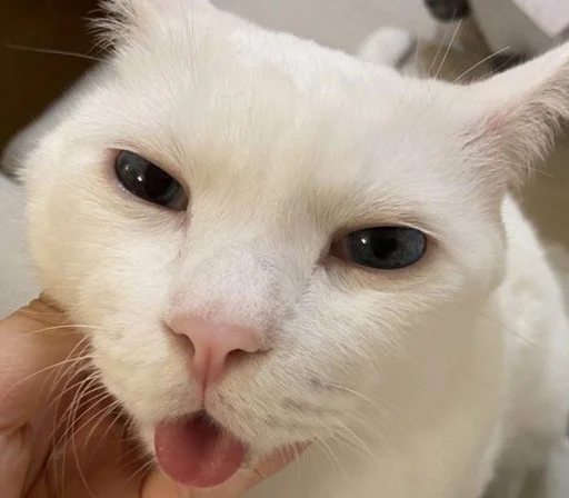 😛 Стикер «котяра» для Telegram