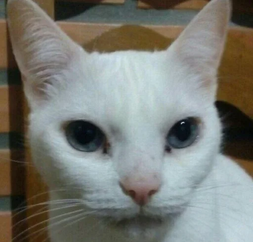😠 Стикер «котяра» для Telegram