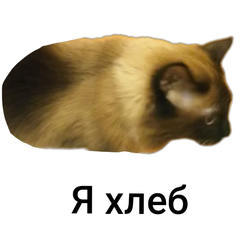 🐱 Стикер «Кот Белик» для Telegram