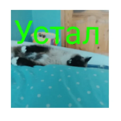 🐱 Стикер «Кот Белик» для Telegram