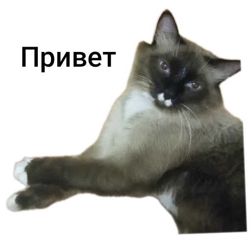 🐱 Стикер «Кот Белик» для Telegram