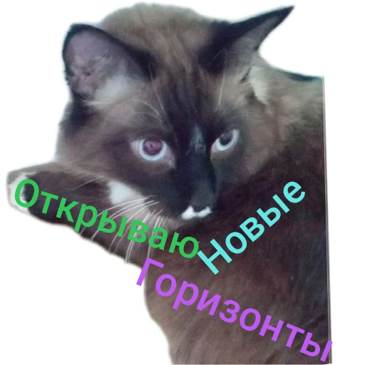 🐱 Стикер «Кот Белик» для Telegram