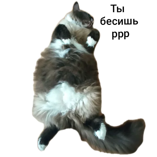 🐱 Стикер «Кот Белик» для Telegram
