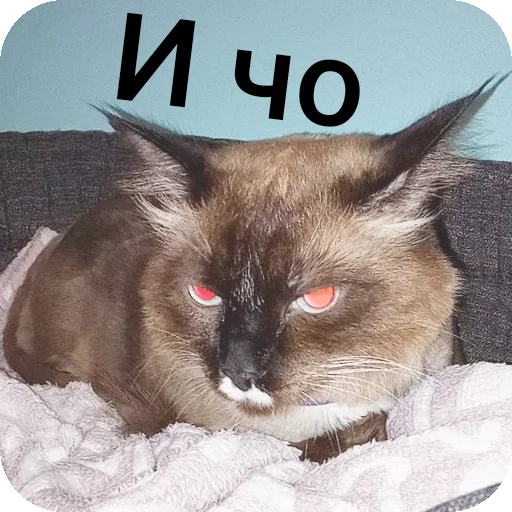 🐱 Стикер «Кот Белик» для Telegram