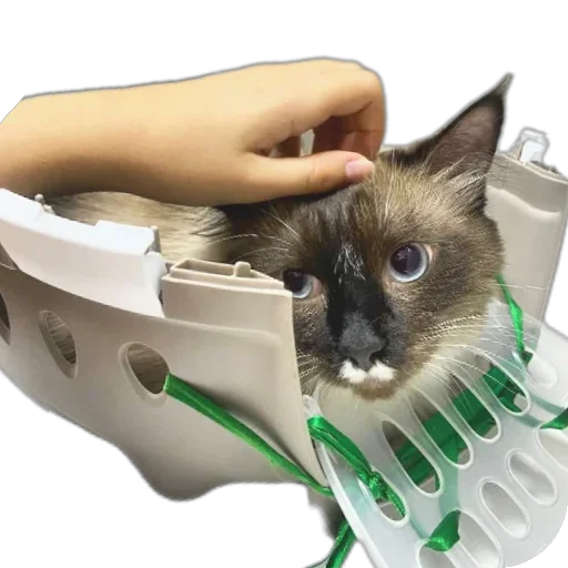 🐱 Стикер «Кот Белик» для Telegram