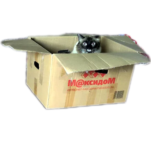 🐱 Стикер «Кот Белик» для Telegram
