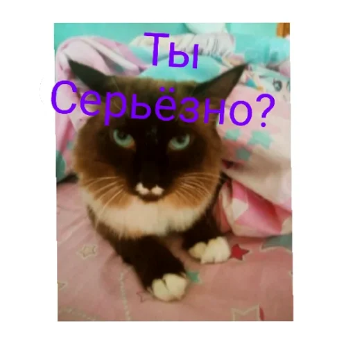 🙄 Стикер «Кот Белик» для Telegram