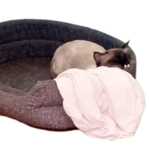 😸 Стикер «Кот Белик» для Telegram