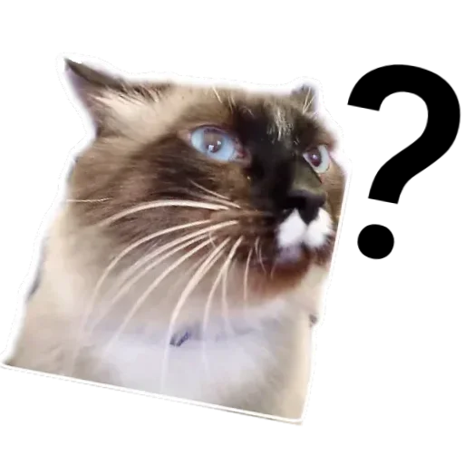 🐱 Стикер «Кот Белик» для Telegram