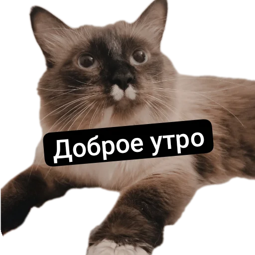 🐱 Стикер «Кот Белик» для Telegram