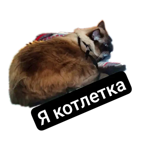 🐱 Стикер «Кот Белик» для Telegram