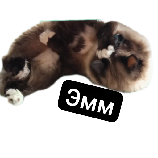 🐱 Стикер «Кот Белик» для Telegram