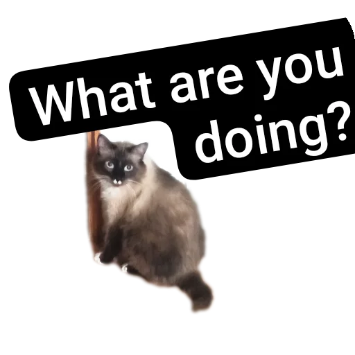 🐱 Стикер «Кот Белик» для Telegram