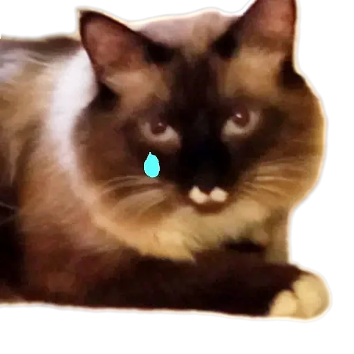 🐱 Стикер «Кот Белик» для Telegram