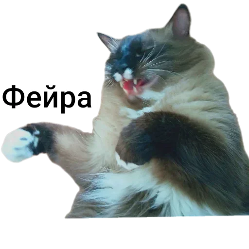 🐱 Стикер «Кот Белик» для Telegram