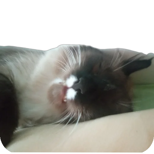 🐱 Стикер «Кот Белик» для Telegram