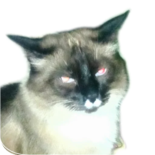 🐱 Стикер «Кот Белик» для Telegram