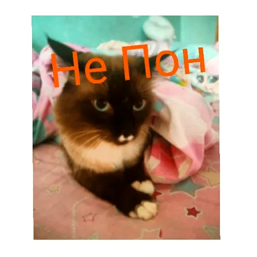 🤨 Стикер «Кот Белик» для Telegram