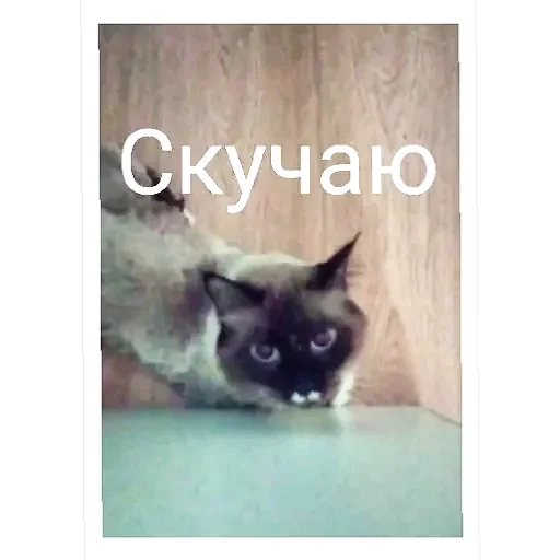 🐱 Стикер «Кот Белик» для Telegram