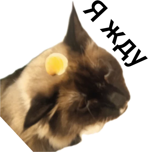 🐱 Стикер «Кот Белик» для Telegram