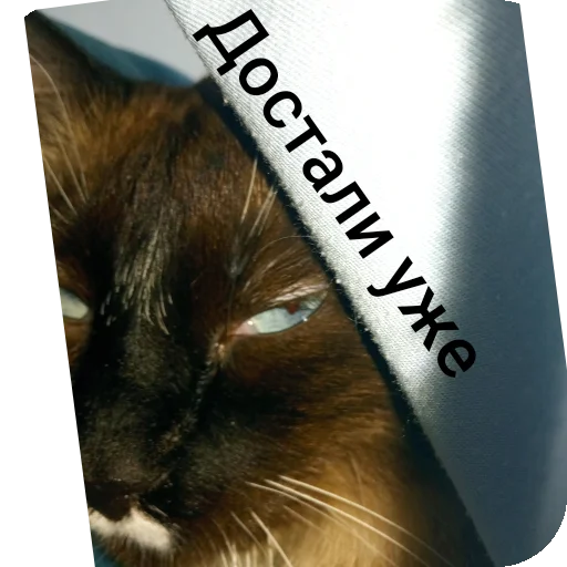 🐱 Стикер «Кот Белик» для Telegram