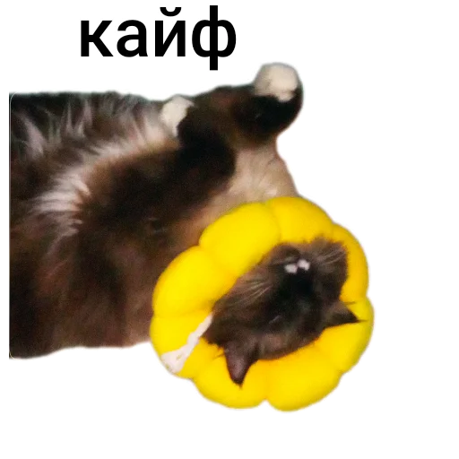 🌸 Стикер «Кот Белик» для Telegram