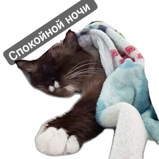 🐱 Стикер «Кот Белик» для Telegram