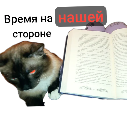 🐱 Стикер «Кот Белик» для Telegram