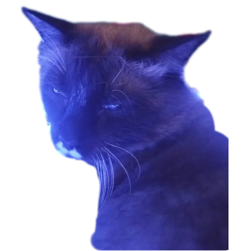 🐱 Стикер «Кот Белик» для Telegram