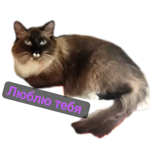 🐱 Стикер «Кот Белик» для Telegram